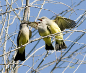 Western Kingbirds
